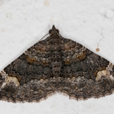 Epyaxa sodaliata (Sodaliata Moth, Clover Moth) at Melba, ACT - 6 Jan 2022 by kasiaaus