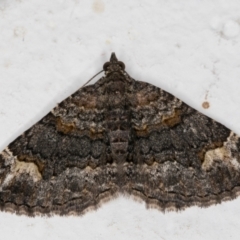 Epyaxa sodaliata (Sodaliata Moth, Clover Moth) at Melba, ACT - 6 Jan 2022 by kasiaaus