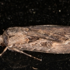 Agrotis munda (Brown Cutworm) at Melba, ACT - 6 Jan 2022 by kasiaaus
