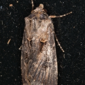 Agrotis munda at Melba, ACT - 6 Jan 2022 11:03 PM