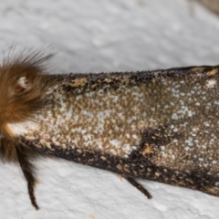 Epicoma contristis (Yellow-spotted Epicoma Moth) at Melba, ACT - 6 Jan 2022 by kasiaaus