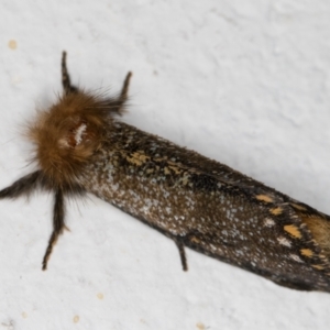 Epicoma contristis at Melba, ACT - 6 Jan 2022 11:04 PM