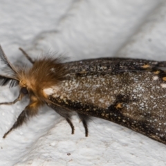 Epicoma contristis at Melba, ACT - 6 Jan 2022 11:04 PM