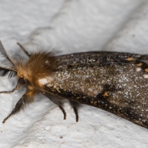 Epicoma contristis at Melba, ACT - 6 Jan 2022