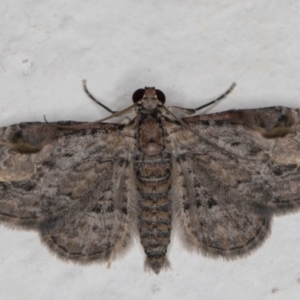 Chloroclystis insigillata at Melba, ACT - 6 Jan 2022