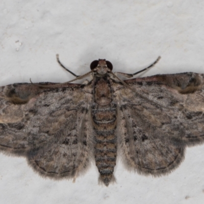 Chloroclystis insigillata (Chloroclystis insigillata) at Melba, ACT - 6 Jan 2022 by kasiaaus