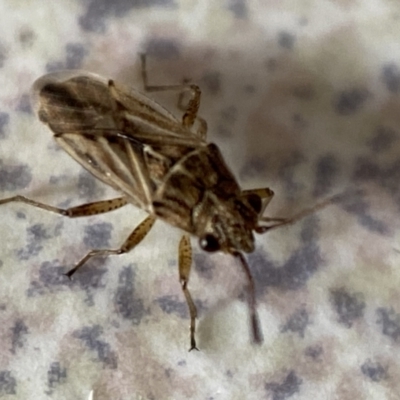 Nysius sp. (genus) (Seed bug) at QPRC LGA - 1 Mar 2022 by Steve_Bok