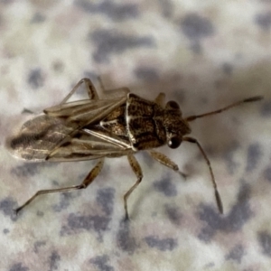 Nysius sp. (genus) at Jerrabomberra, NSW - 1 Mar 2022