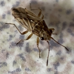 Nysius sp. (genus) at Jerrabomberra, NSW - 1 Mar 2022