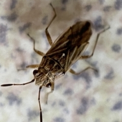 Nysius sp. (genus) at Jerrabomberra, NSW - 1 Mar 2022