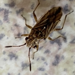 Nysius sp. (genus) at Jerrabomberra, NSW - 1 Mar 2022