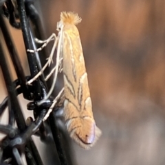 Phyllonorycter messaniella (Zeller's Midget, Gracillariidae) at Jerrabomberra, NSW - 1 Mar 2022 by Steve_Bok