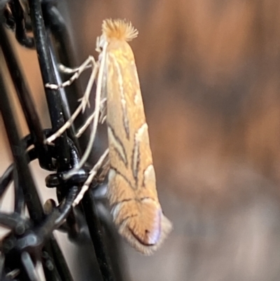 Phyllonorycter messaniella (Zeller's Midget, Gracillariidae) at QPRC LGA - 1 Mar 2022 by Steve_Bok