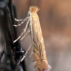 Phyllonorycter messaniella at Jerrabomberra, NSW - suppressed