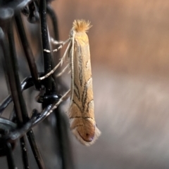 Phyllonorycter messaniella at Jerrabomberra, NSW - suppressed