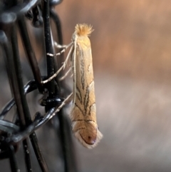 Phyllonorycter messaniella at Jerrabomberra, NSW - suppressed