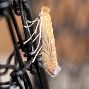 Phyllonorycter messaniella at Jerrabomberra, NSW - suppressed