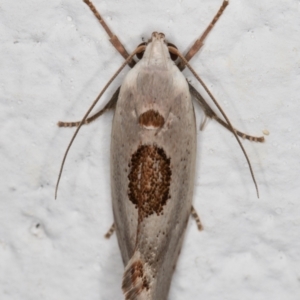 Tymbophora peltastis at Melba, ACT - 6 Jan 2022