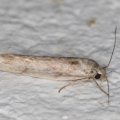 Oecophoridae (family) (Unidentified Oecophorid concealer moth) at Melba, ACT - 6 Jan 2022 by kasiaaus