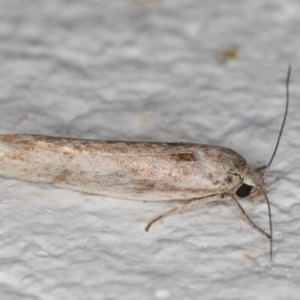 Oecophoridae (family) at Melba, ACT - 6 Jan 2022 11:08 PM