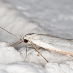 Philobota productella (Pasture Tunnel Moth) at Melba, ACT - 6 Jan 2022 by kasiaaus