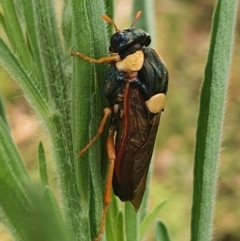 Perga sp. (genus) (Sawfly or Spitfire) at Gundaroo, NSW - 7 Feb 2022 by Gunyijan