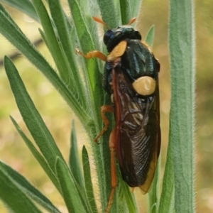 Perga sp. (genus) at Gundaroo, NSW - 7 Feb 2022