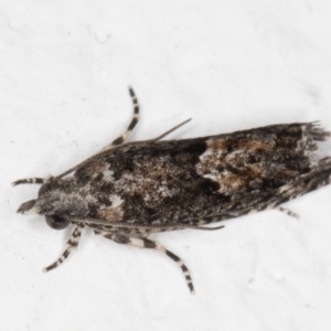 Holocola (genus) at Melba, ACT - 6 Jan 2022 11:11 PM