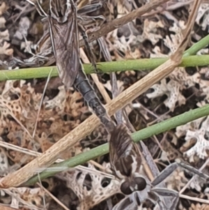 Bathypogon nigrinus at Gundaroo, NSW - 1 Mar 2022