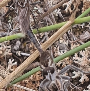 Bathypogon nigrinus at Gundaroo, NSW - 1 Mar 2022