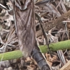 Bathypogon nigrinus at Gundaroo, NSW - 1 Mar 2022