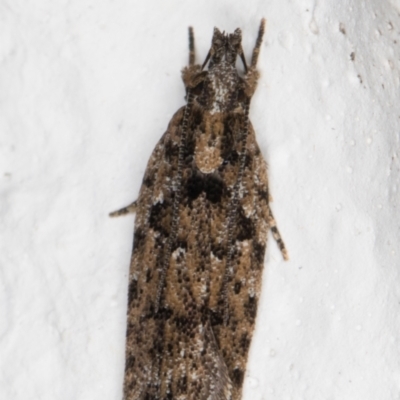Ardozyga eumela (Gelechiidae) at Melba, ACT - 6 Jan 2022 by kasiaaus