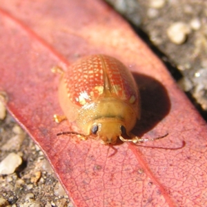 Paropsisterna decolorata at Gordon, ACT - 27 Feb 2022 04:19 PM