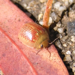 Paropsisterna decolorata at Gordon, ACT - 27 Feb 2022