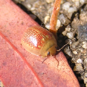 Paropsisterna decolorata at Gordon, ACT - 27 Feb 2022