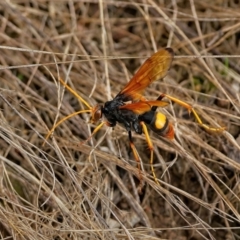 Cryptocheilus bicolor (Orange Spider Wasp) at Denman Prospect 2 Estate Deferred Area (Block 12) - 28 Feb 2022 by Kenp12