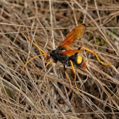 Cryptocheilus bicolor (Orange Spider Wasp) at Molonglo Valley, ACT - 28 Feb 2022 by Kenp12