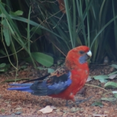 Platycercus elegans (Crimson Rosella) at Boorowa, NSW - 10 Jan 2022 by Gunyijan