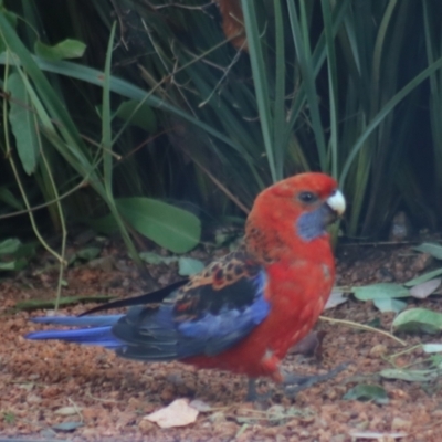 Platycercus elegans (Crimson Rosella) at Boorowa, NSW - 10 Jan 2022 by Gunyijan