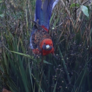 Platycercus elegans at Boorowa, NSW - 10 Jan 2022 06:40 AM