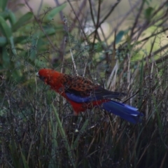 Platycercus elegans at Boorowa, NSW - 10 Jan 2022 06:40 AM