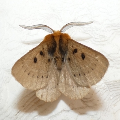 Anthela ocellata (Eyespot Anthelid moth) at McKellar, ACT - 27 Feb 2022 by Birdy