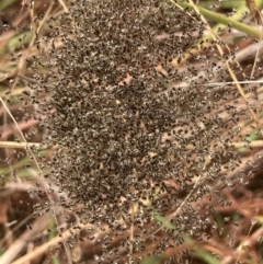 Unverified Spider at Fraser, ACT - 27 Feb 2022 by Rosie