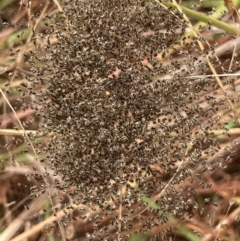 Unidentified Spider (Araneae) at Mount Rogers - 26 Feb 2022 by Rosie