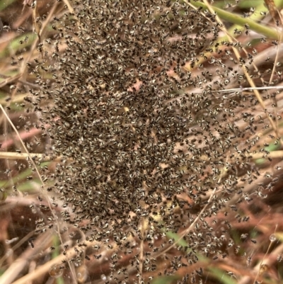 Unidentified Spider (Araneae) at Mount Rogers - 26 Feb 2022 by Rosie