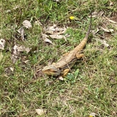 Pogona barbata (Eastern Bearded Dragon) at Hughes Grassy Woodland - 1 Mar 2022 by KL