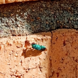 Chrysididae (family) at Holder, ACT - 27 Feb 2022