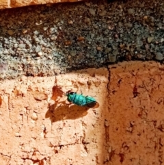 Chrysididae (family) (Cuckoo wasp or Emerald wasp) at Holder, ACT - 27 Feb 2022 by Miranda