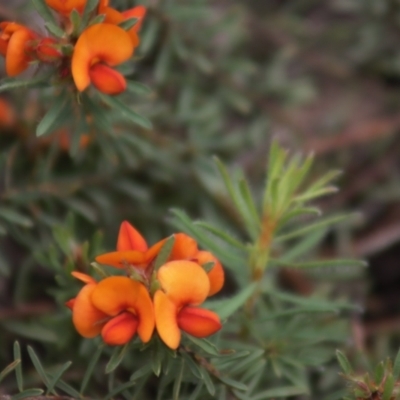 Pultenaea subspicata (Low Bush-pea) at Gundaroo, NSW - 22 Nov 2021 by Gunyijan