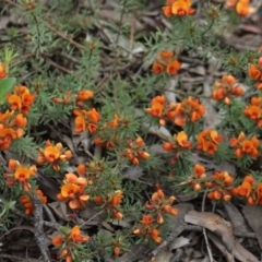 Pultenaea subspicata at Gundaroo, NSW - 22 Nov 2021 12:46 PM